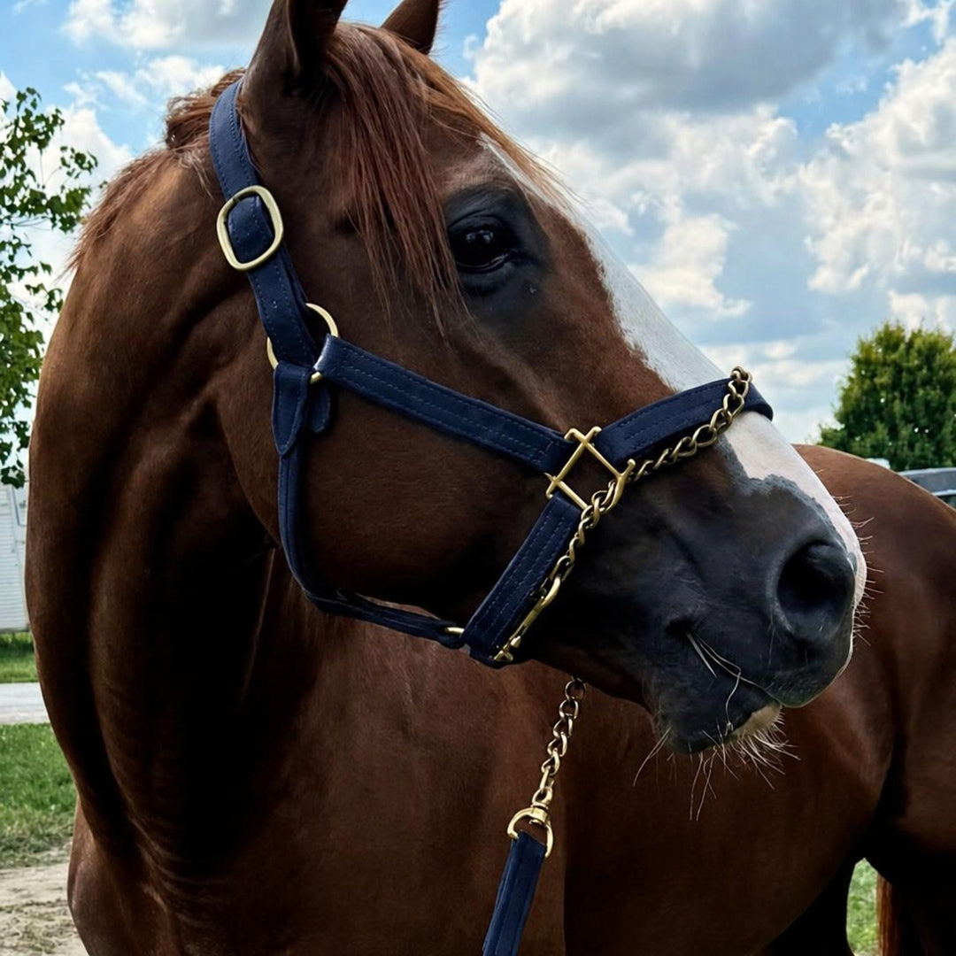 Close-up of a Howell Racing Thoroughbred in training